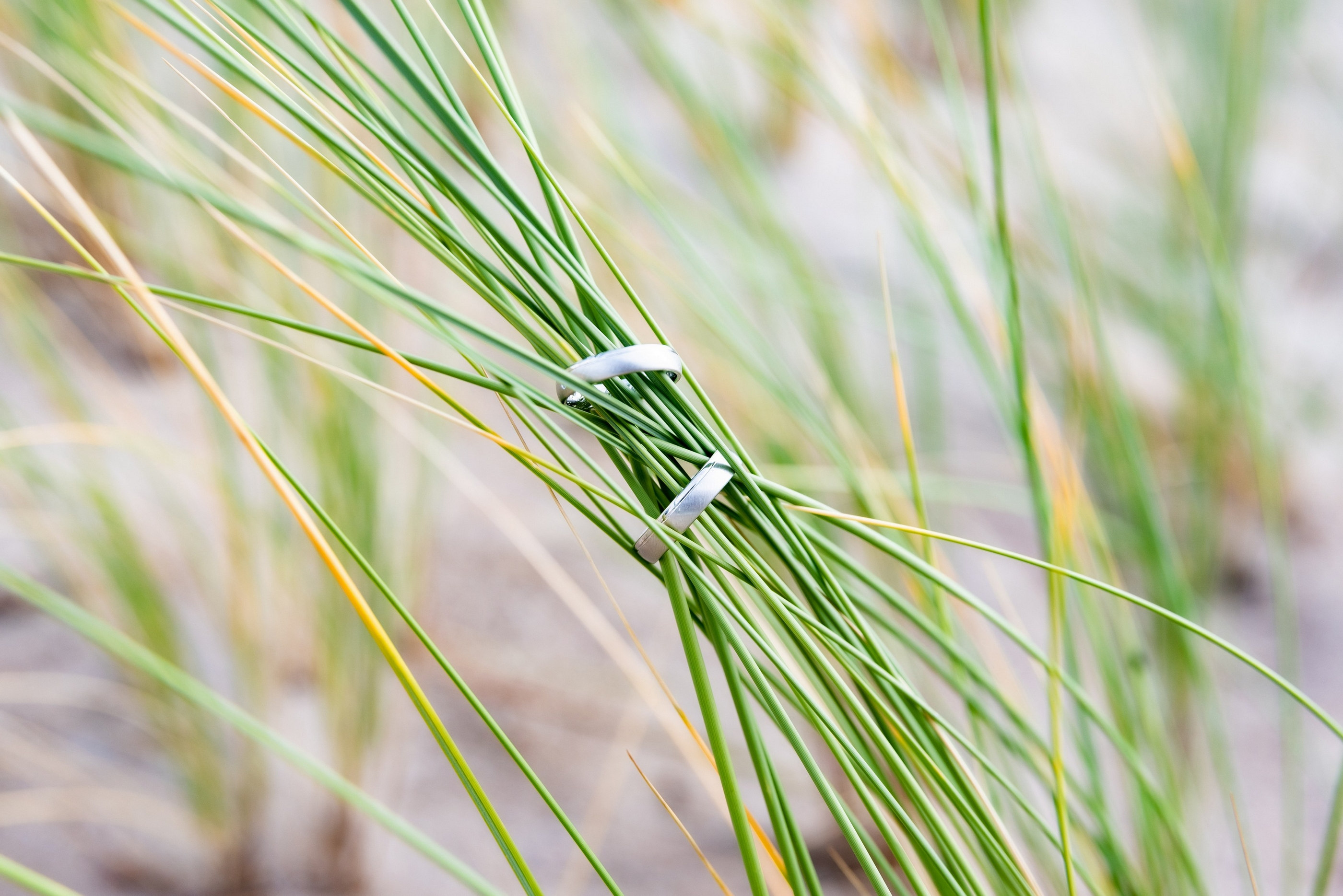 Eheringe auf Kiefernnadeln, natürliches Licht — Holger Martens