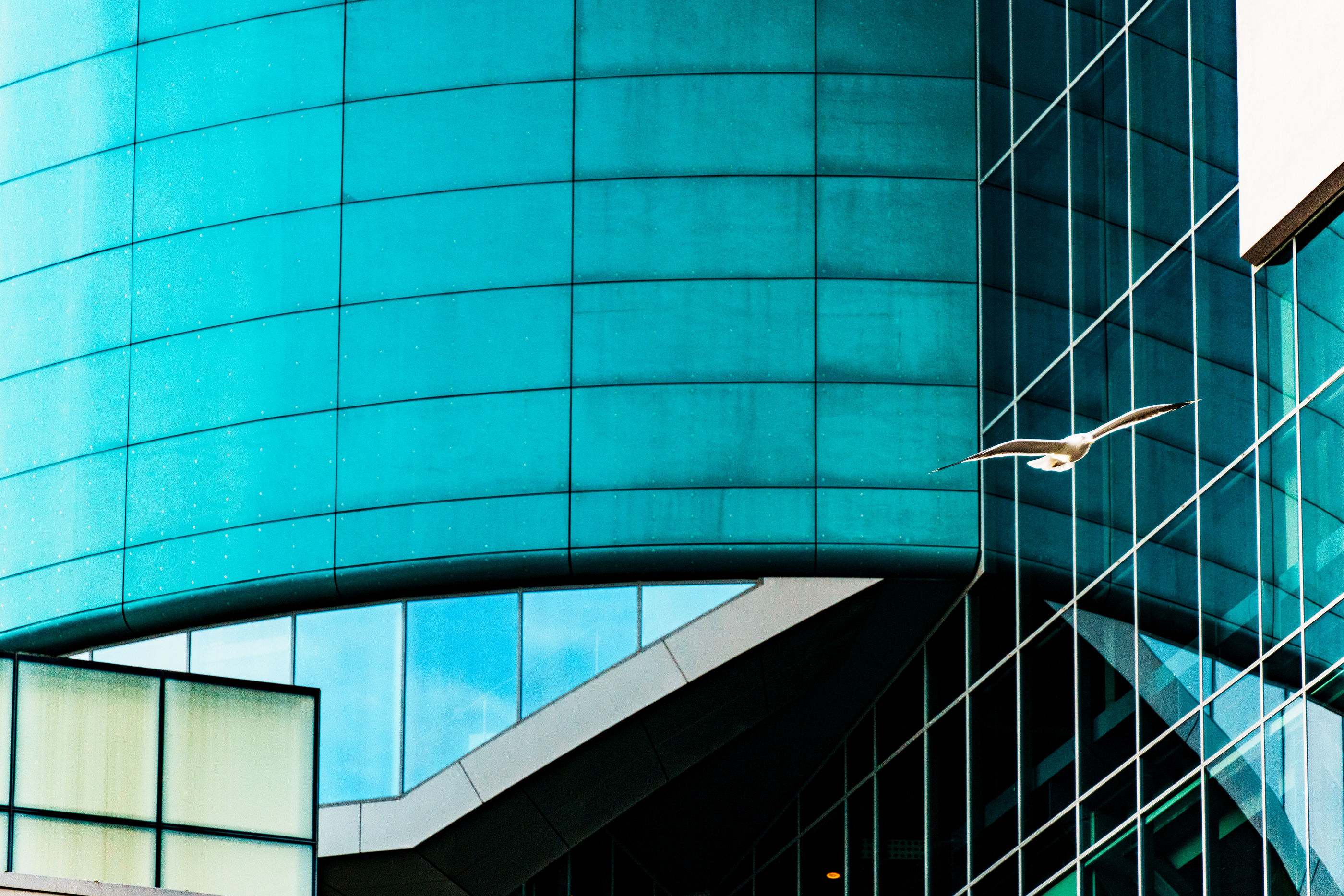 Glasfassade Möwe Holger Martens