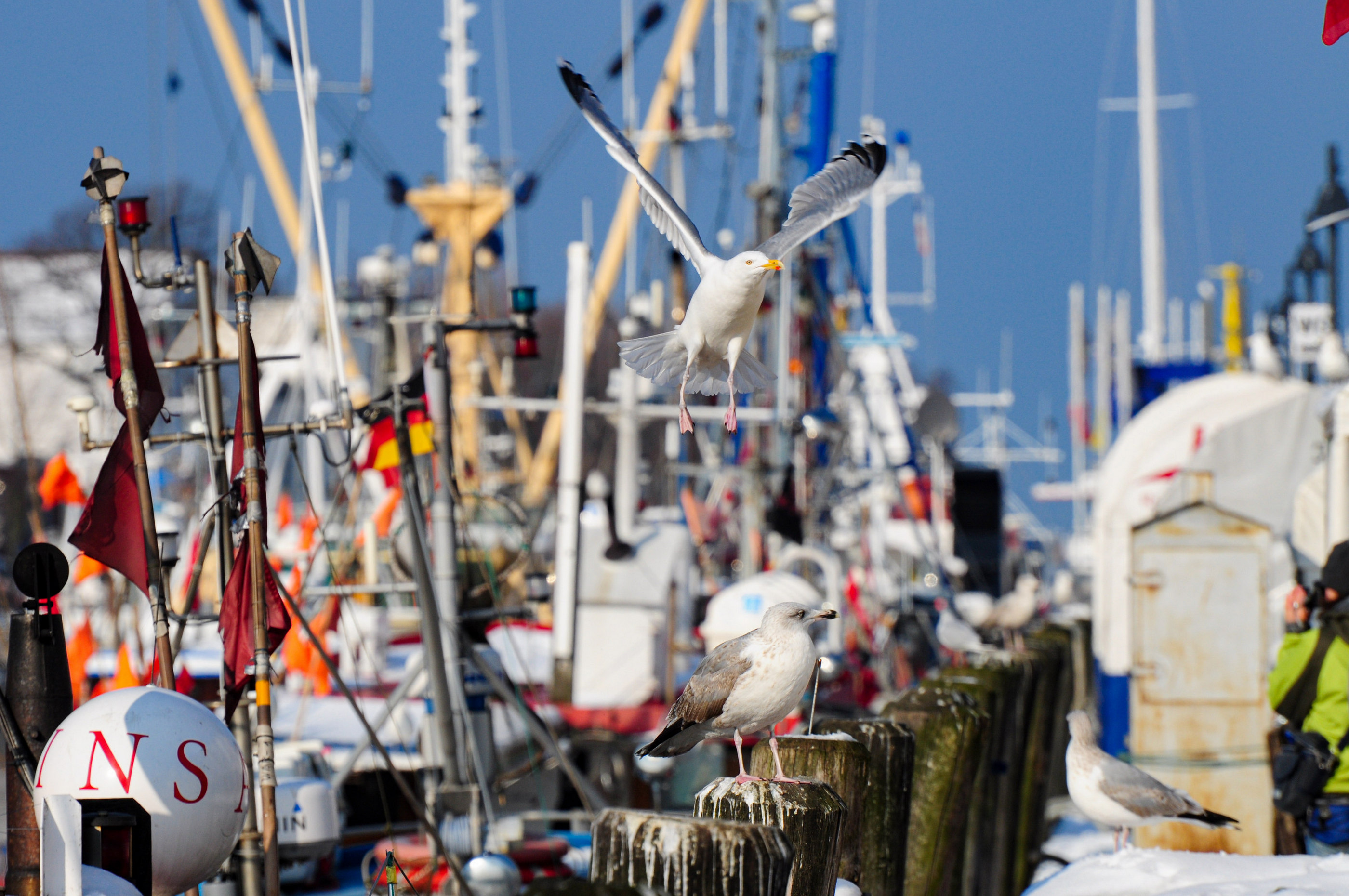 Möwen Hafen Fischerboote Ostsee — Holger Martens