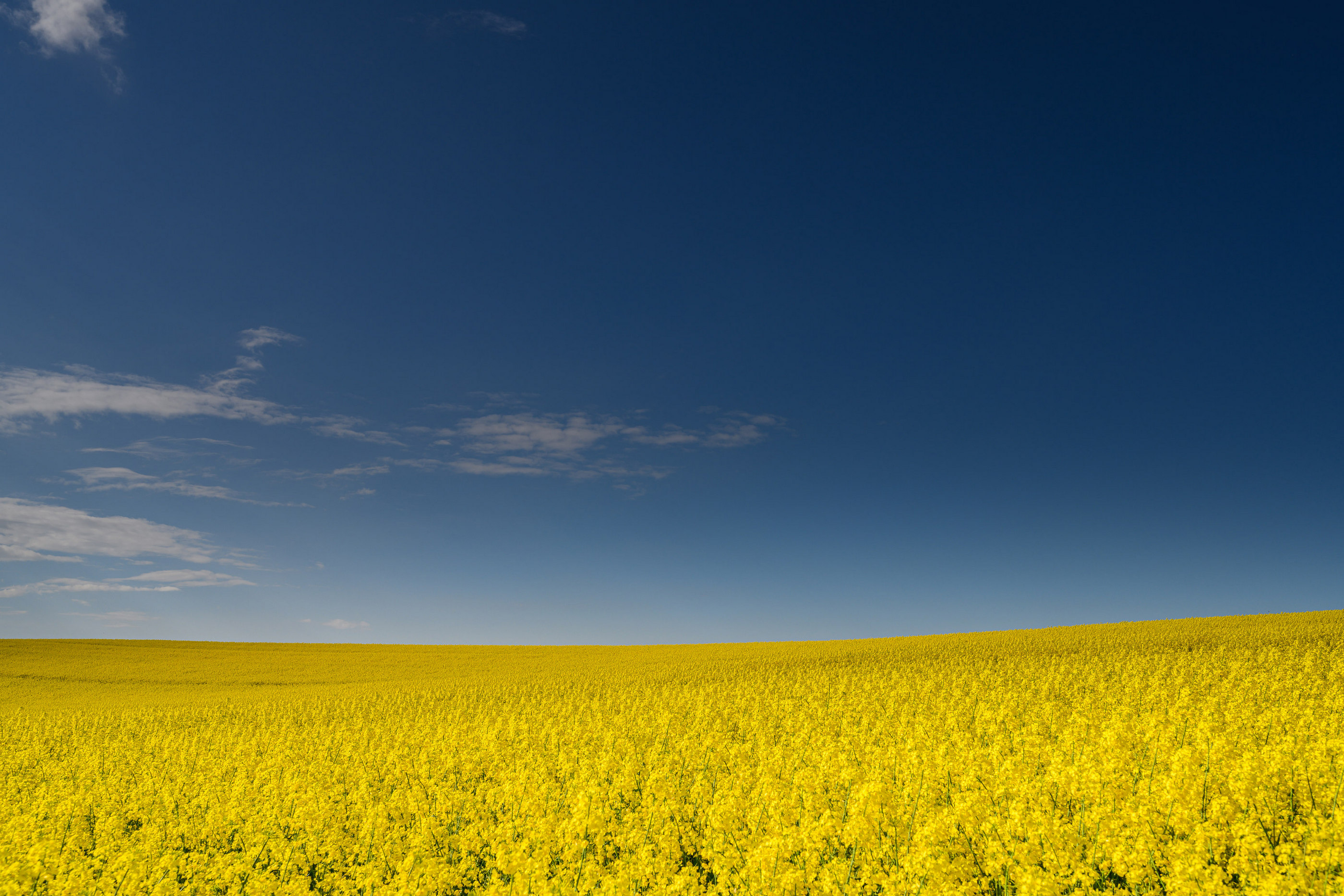 Rapsfeld Dramatischer Himmel Norddeutschland — Holger Martens