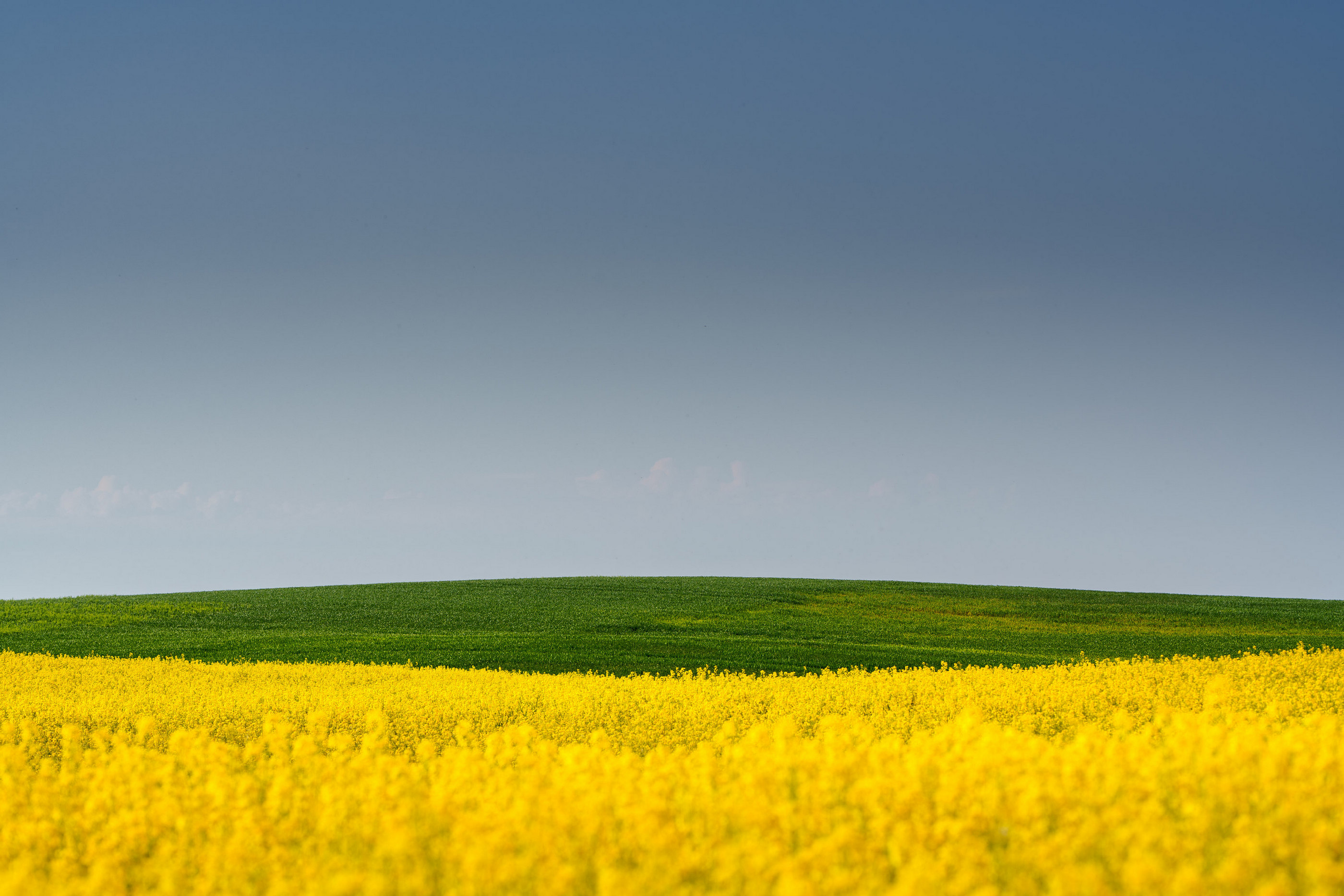 Rapsfeld Goldgelb Hügel Norddeutschland — Holger Martens