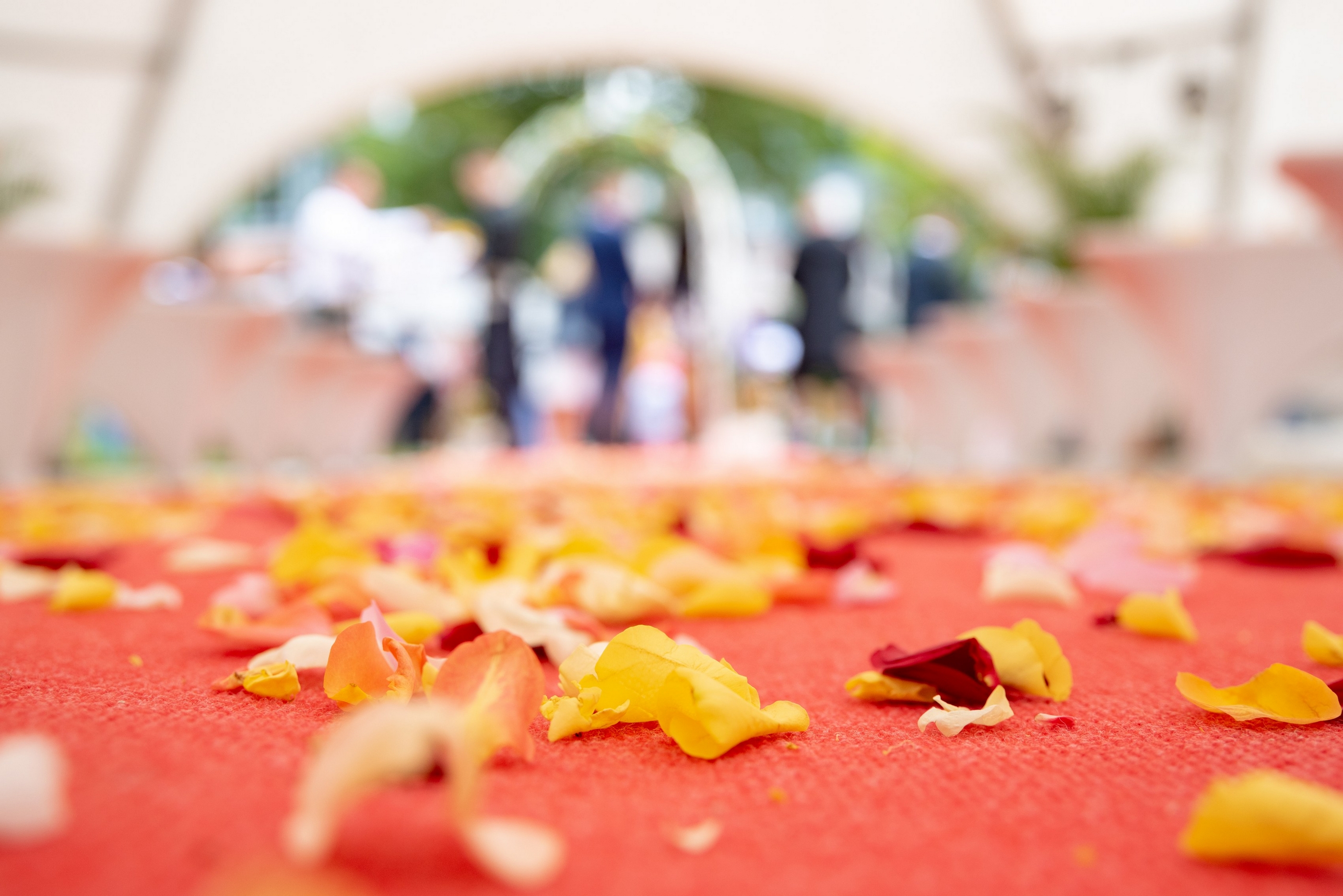 Rosenblätter auf rotem Teppich bei Hochzeitszeremonie — Holger Martens