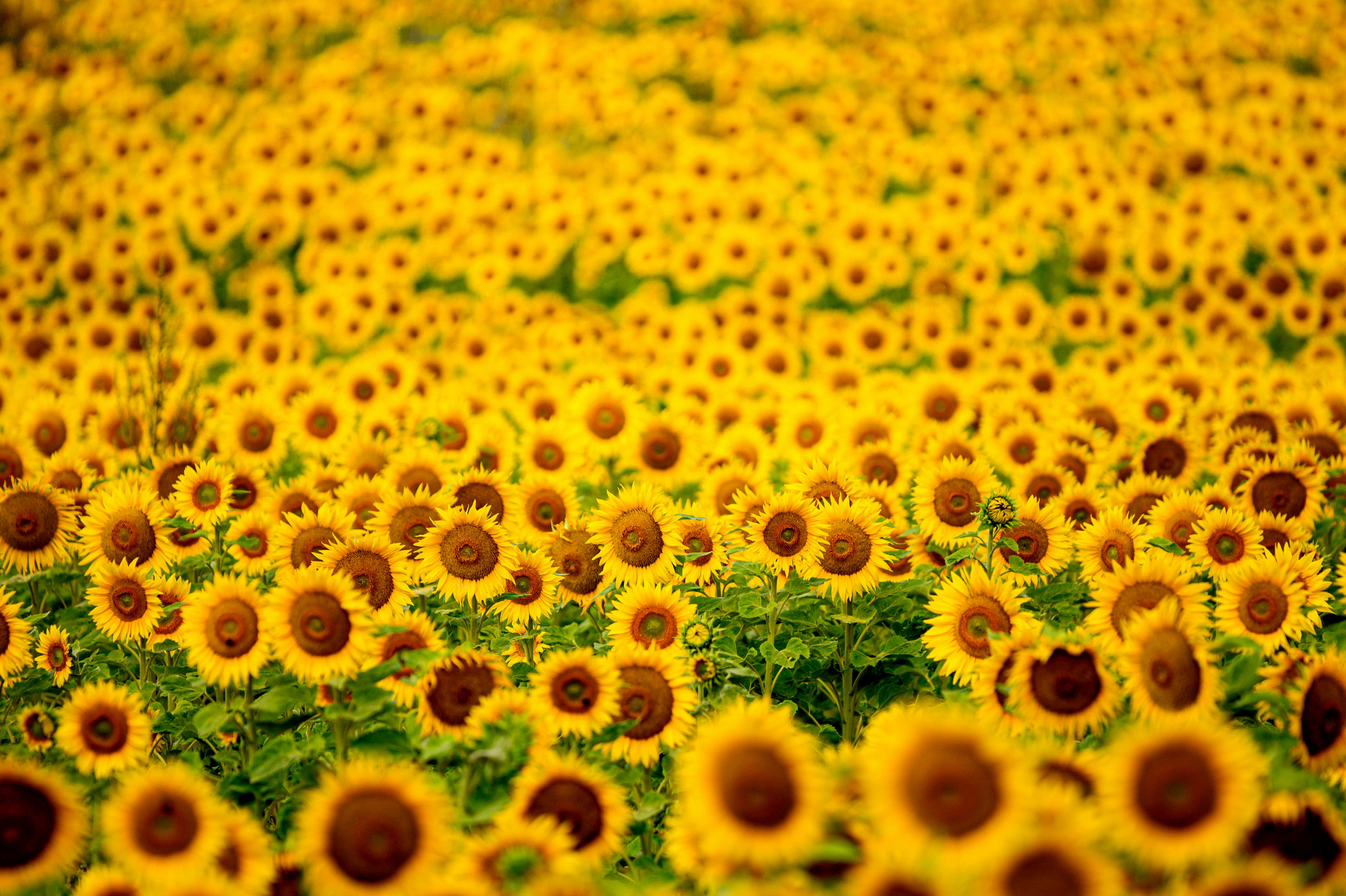 Sonnenblumenfeld Sommer goldene Landschaft — Holger Martens