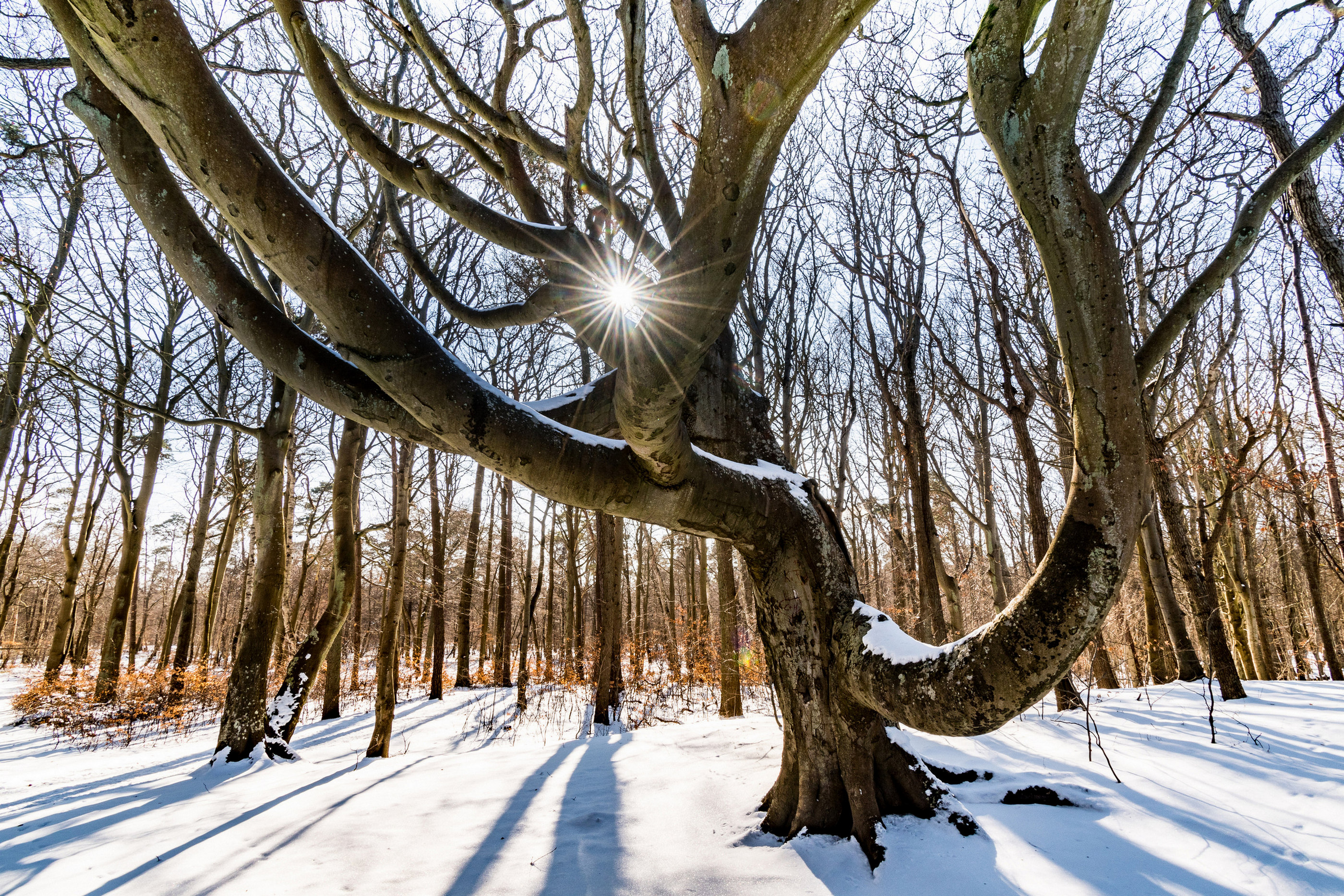 Sonnenstern Winterwald Schnee Norddeutschland — Holger Martens